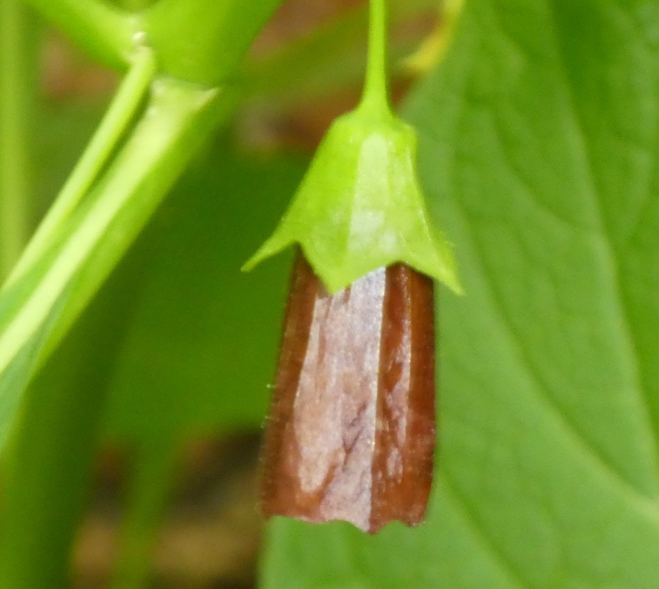 Scopolia carniolica / Scopolia della Carniola